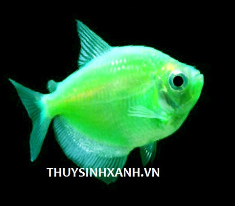 cá cánh buồm dạ quang
