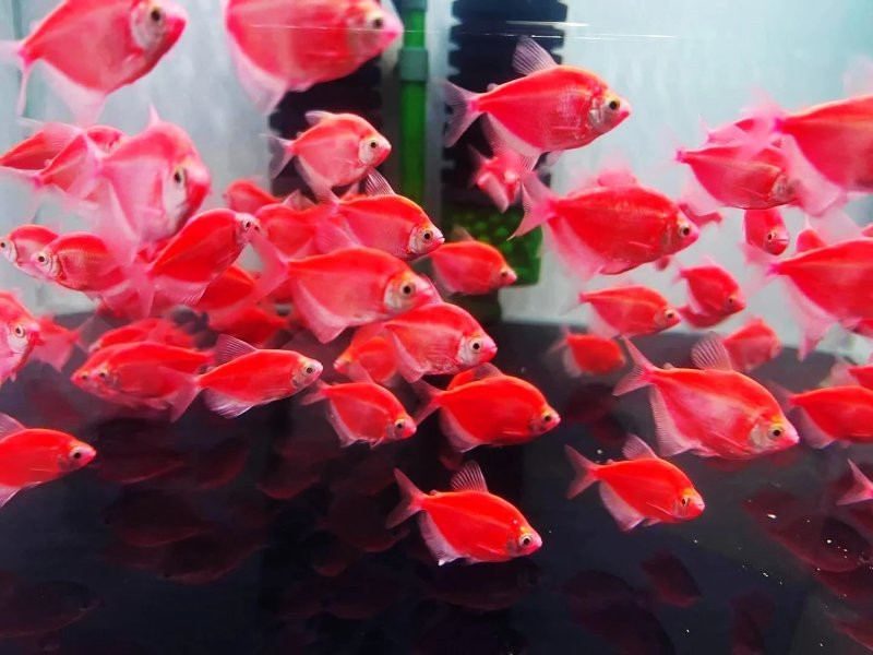 Cá cánh buồm đỏ rực rỡ, mang ý nghĩa may mắn và thịnh vượng cho bể cá cảnh