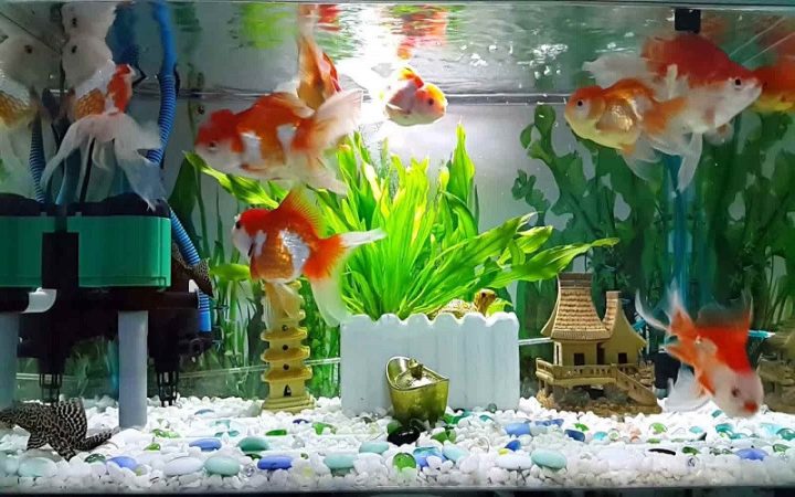 Cá cảnh đa dạng tại một cửa hàng uy tín ở Thanh Hóa