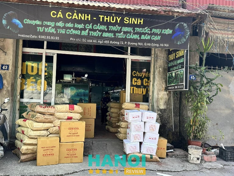 Cá cảnh Huệ Béo, cung cấp cá cảnh bán buôn Hà Nội
