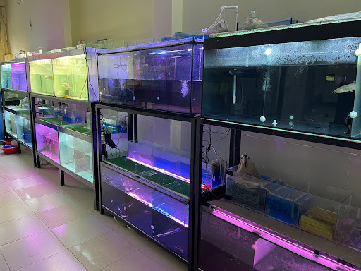 Cá cảnh tại An An