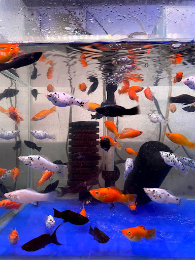 Cá cảnh tại Thanh Tâm