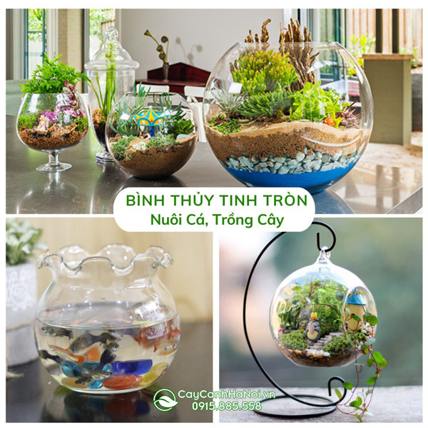 Cá cảnh trong chậu thủy tinh tròn