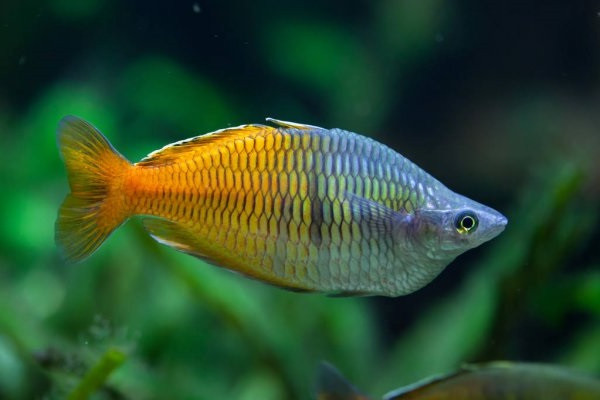 Cá Cầu Vồng Boesemani với hai mảng màu đặc trưng