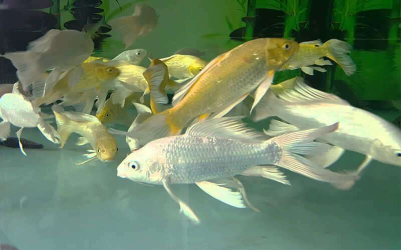 Cá Chép bơi cùng cá La Hán trong bể, tạo nên một cảnh quan đa dạng