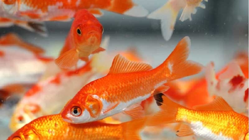 Cá chép mồi đang bơi trong bể nước