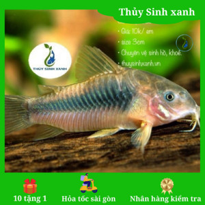 Cá chuột cà phê vệ sinh hồ