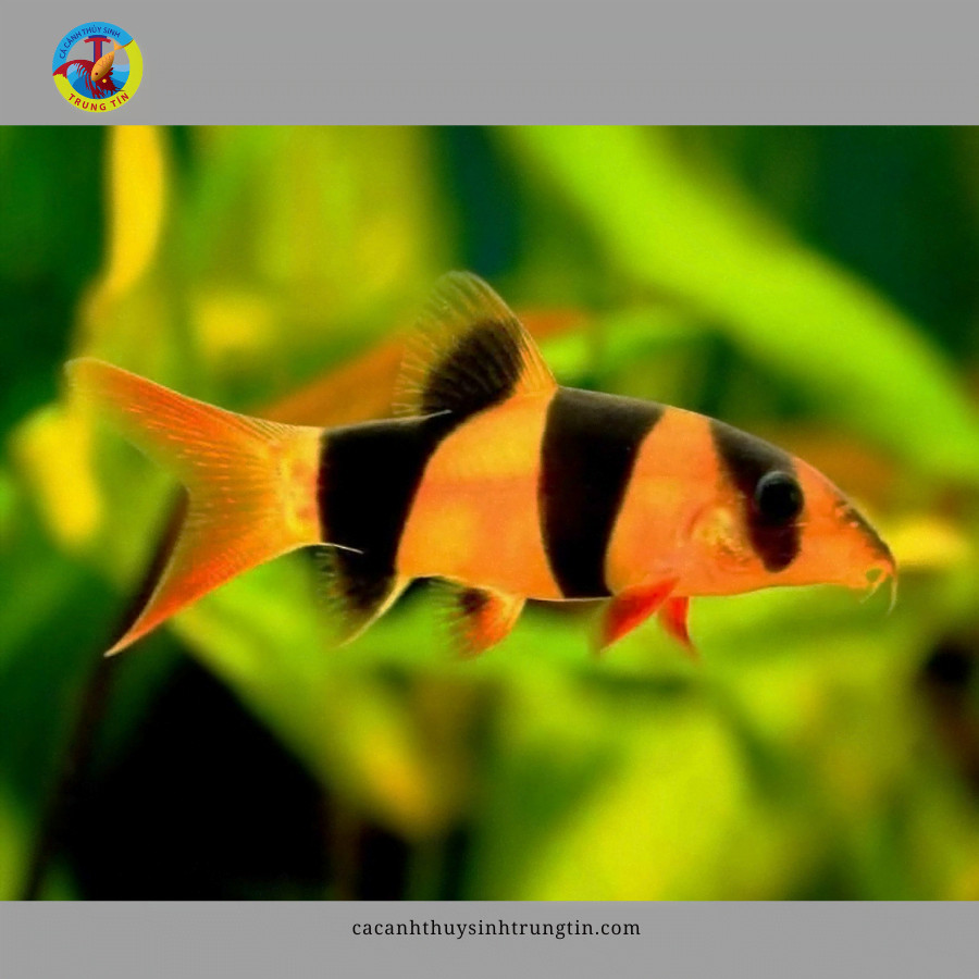 Cá Chuột Mỹ vằn đen vàng nổi bật