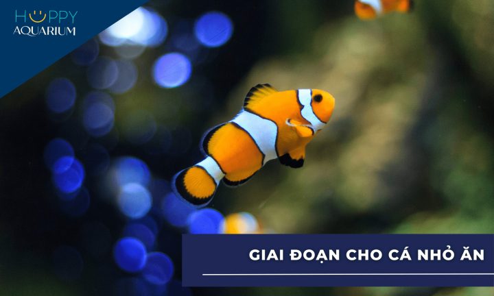 cá con mới nở đang tìm kiếm thức ăn