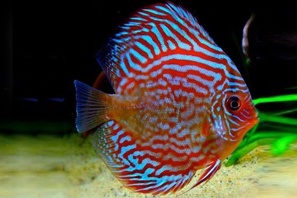Cá Đĩa với màu sắc và hoa văn đa dạng
