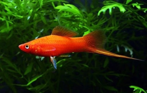 Cá Đuôi Kiếm với chiếc đuôi dài đặc trưng