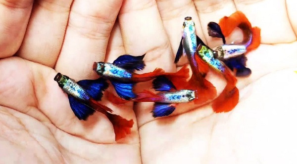 Cá guppy ngoài trời đang bơi lội khỏe mạnh