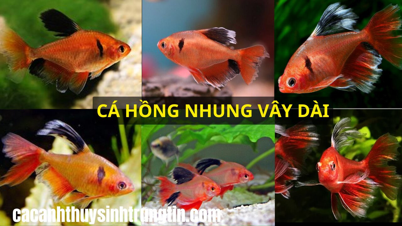 Cá Hồng Nhung Vây Dài duyên dáng với thân hình màu hồng đậm