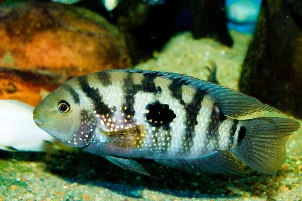 Cá Jack Dempsey với đốm xanh óng ánh