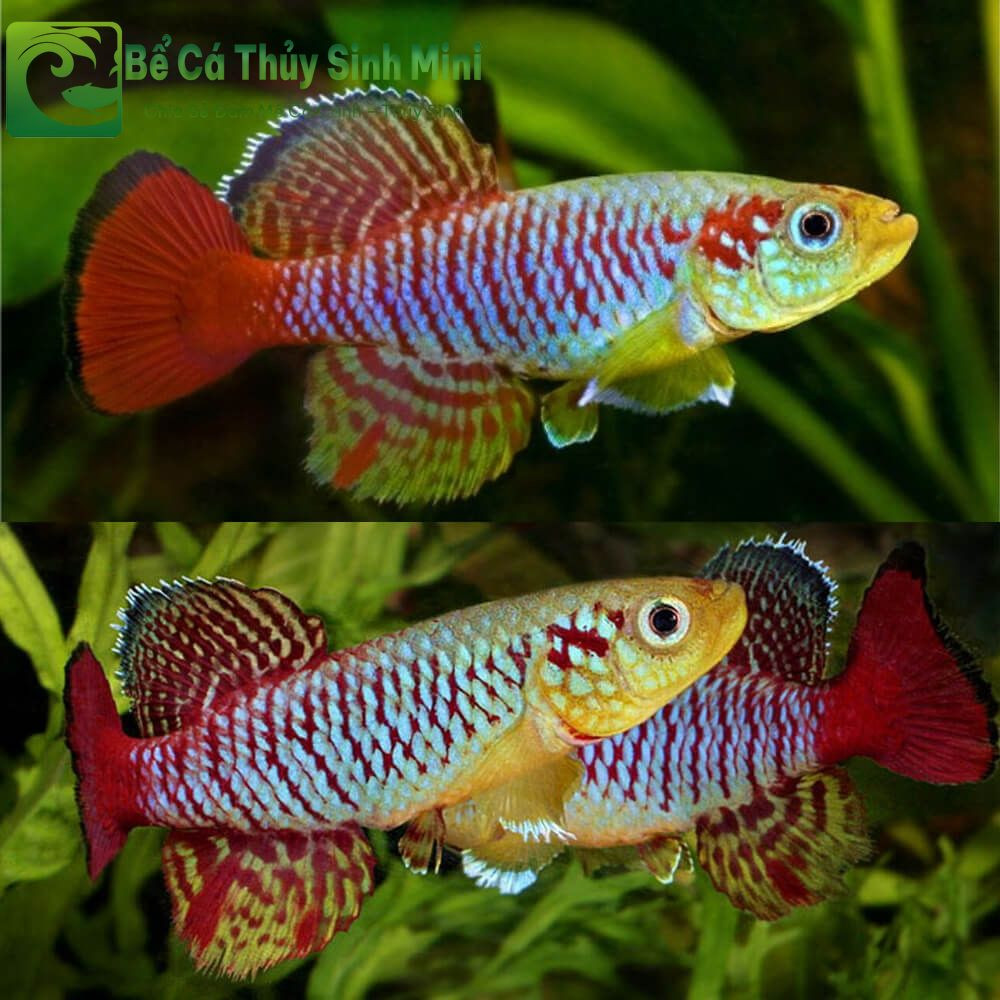 Cá Killi với màu sắc rực rỡ ẩn mình trong tán cây thủy sinh của bể cá cảnh nhỏ