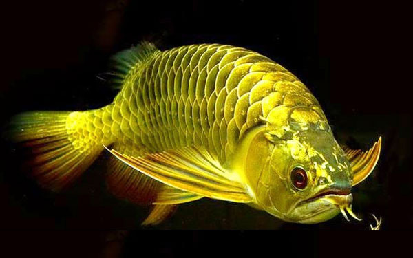 Cá Kim Long Quá Bối
