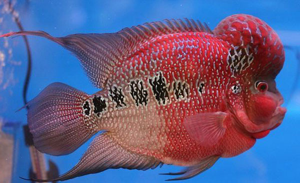 Cá King Kamfa đỏ rực rỡ