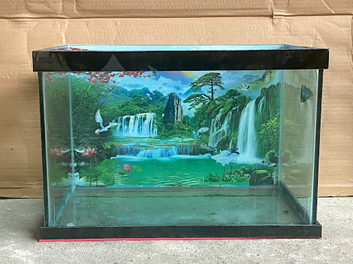 Cá koi đủ kích cỡ tại trại cá cảnh Dì Tư Quận 12