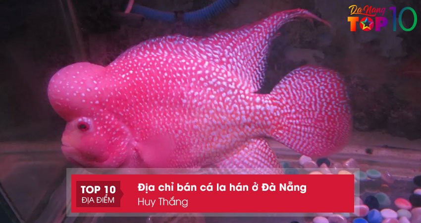 Cá La Hán đầu to và màu sắc ấn tượng tại Cá Cảnh Huy Thắng
