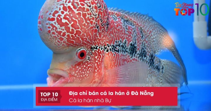 Cá La Hán đẹp tại cửa hàng Cá La Hán Nhà Bự ở Đà Nẵng