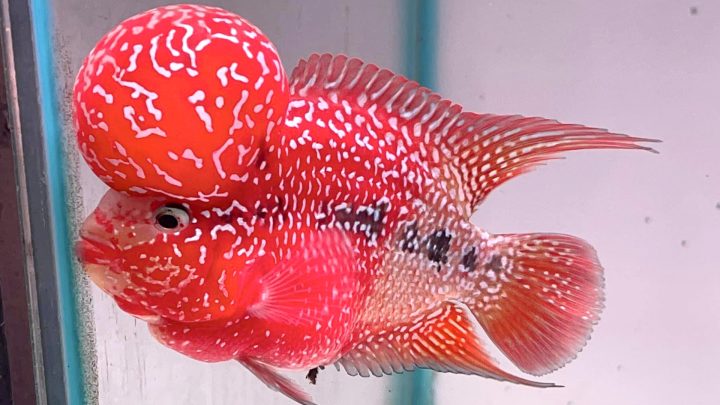 Cá La Hán đẹp với đầu gù và màu sắc rực rỡ