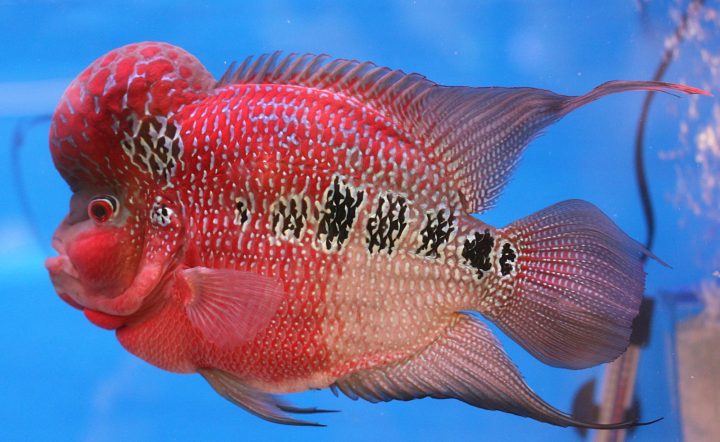 Cá La Hán Flowerhorn với vẻ đẹp rực rỡ và gù đầu đặc trưng