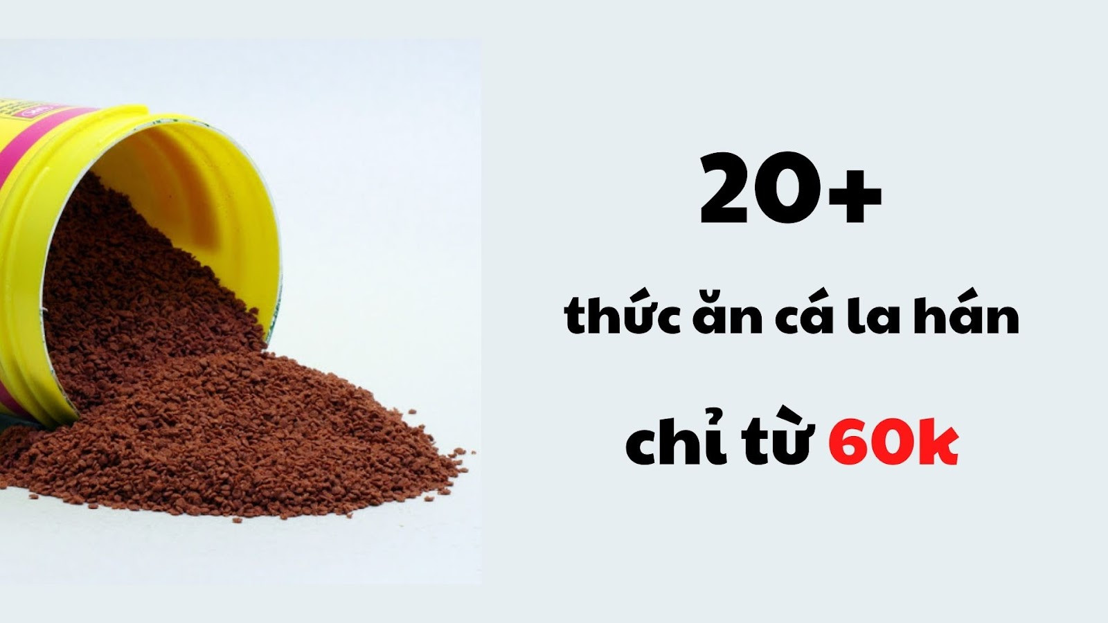 Cá la hán khỏe mạnh và đầy màu sắc, kết quả của chế độ thức ăn cá la hán cân đối và chăm sóc đúng cách.