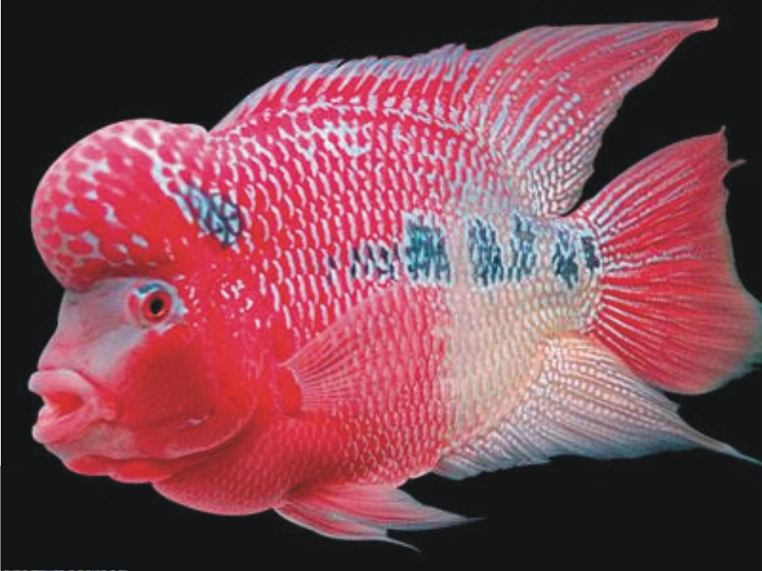 Cá la hán màu đỏ rực, minh họa tầm quan trọng của thức ăn cá la hán giàu carotenoid.