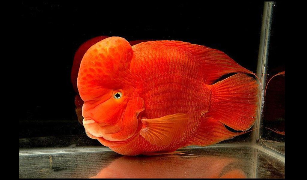 Cá La Hán Phượng Hoàng Lửa (Fiery Phoenix) với sắc đỏ rực bao phủ toàn thân