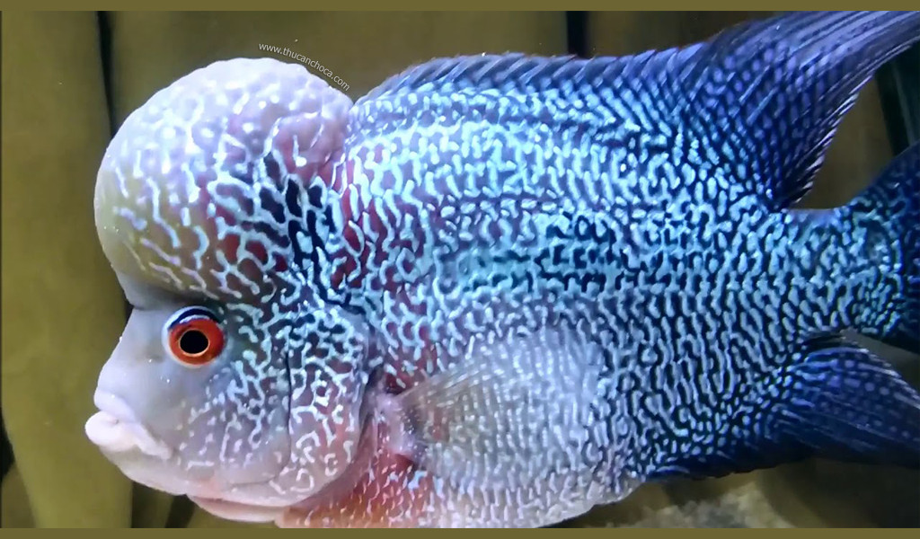 Cá La Hán Rồng Xanh (Blue Dragon) với màu sắc chủ đạo xanh biếc