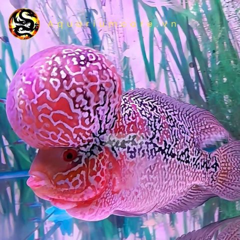 Cá la hán thái châu đỏ khỏe mạnh nhờ chăm sóc đúng cách
