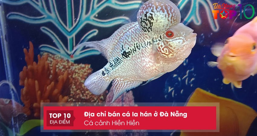 Cá La Hán vảy lấp lánh tại Cá Cảnh Hiển Hiển ở Đà Nẵng