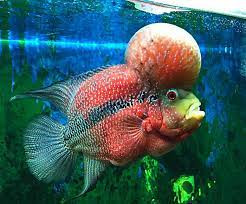 Cá La Hán với đầu gù đặc trưng