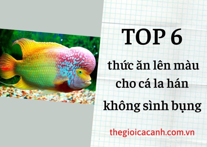 Cá la hán với màu sắc rực rỡ và chiếc đầu gù đặc trưng, cần chế độ thức ăn cá la hán phù hợp để phát triển tối ưu.