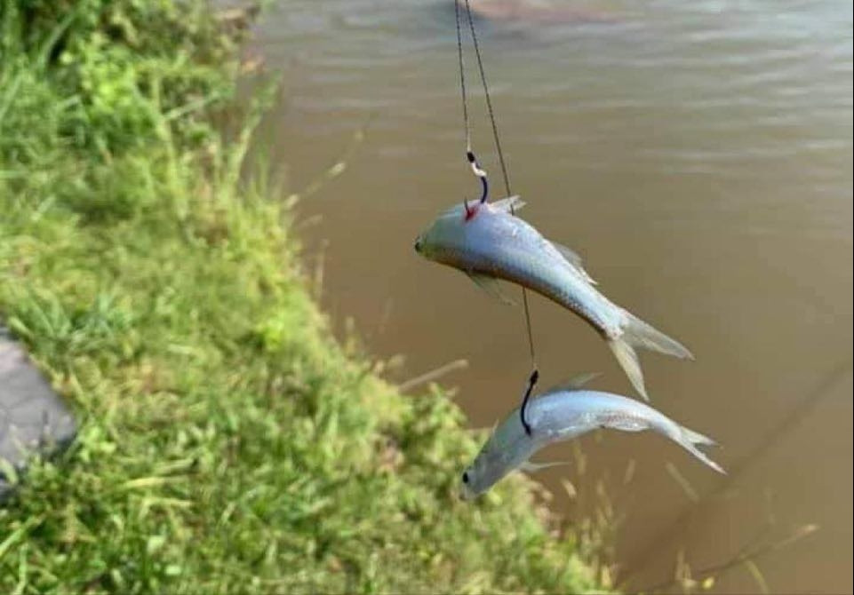 Cá mồi lớn hơn một chút đang bơi trong nước