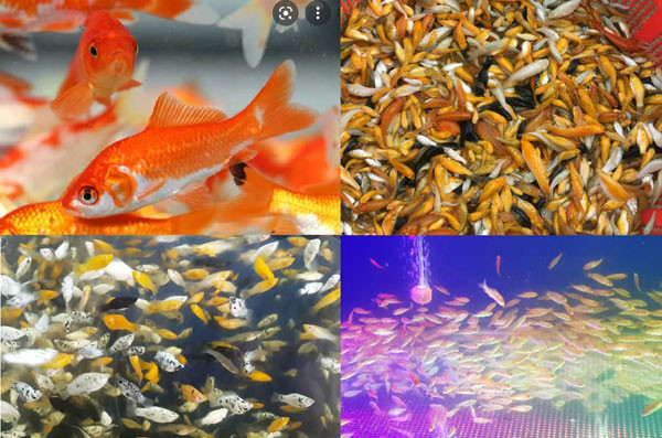 Cá mồi tươi sạch là lựa chọn tốt cho cá La Hán