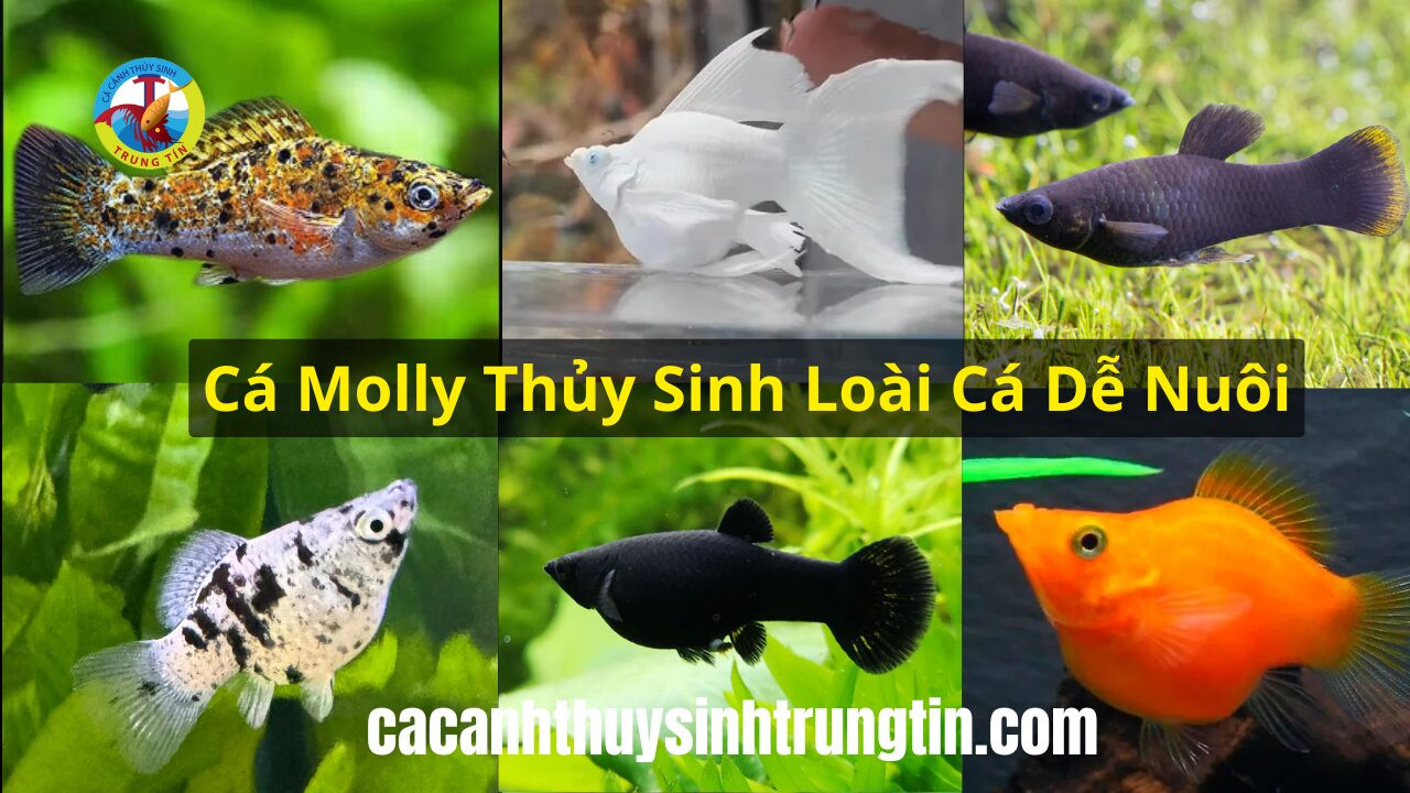 Cá Molly thủy sinh đẹp mắt trong bể cảnh