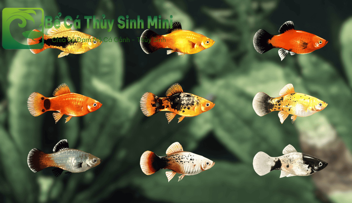 Cá Mún đầy màu sắc bơi lội thanh bình trong bể nuôi cá cảnh nhỏ