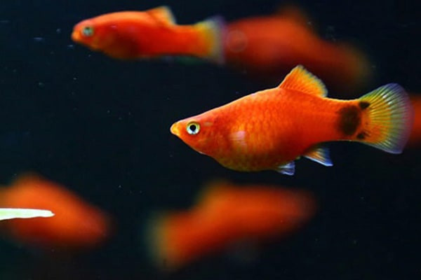 Cá mún đỏ rực rỡ đang bơi lội gần cây thủy sinh trong hồ cá