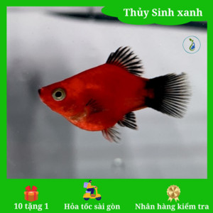 Cá mún short đáng yêu