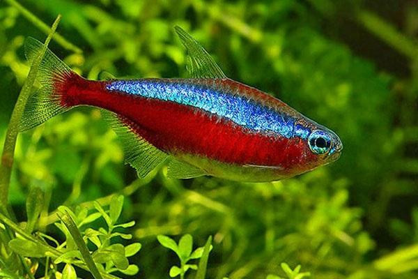 Cá Neon Đỏ bơi trong bể thủy sinh