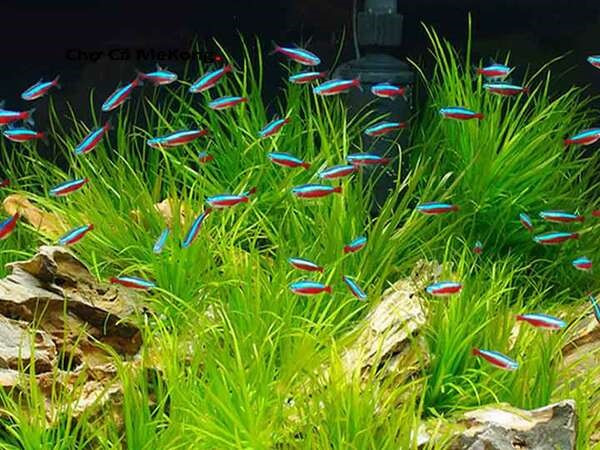 Cá Neon Tetra bơi thành đàn, dải màu xanh đỏ phát sáng