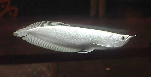 Cá Ngân Long