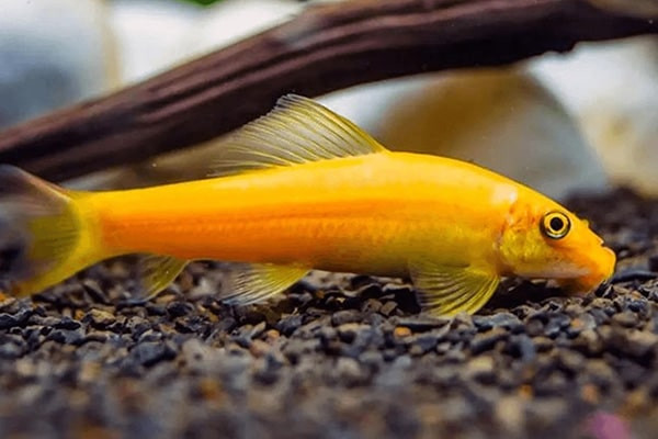 Cá nô lệ đang làm sạch một khúc gỗ trong bể cá cảnh