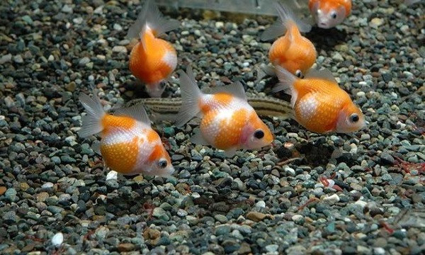 Cá Ping Pong trong bể cảnh với sỏi nền lớn và cây thủy sinh, đảm bảo môi trường an toàn