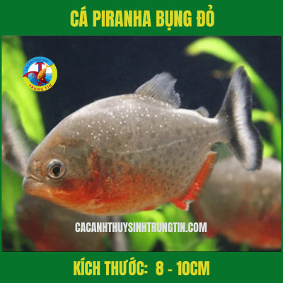 Cá Piranha bụng đỏ với hàm răng sắc nhọn, biểu tượng của cá săn mồi.