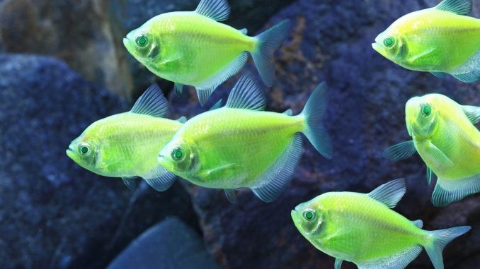 Cá Rồng bơi uyển chuyển trong bể cá cảnh cao cấp