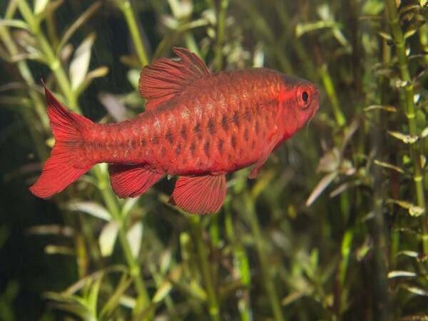 Cá Rồng Đỏ Cherry Barb với màu sắc tươi sáng bơi giữa lá cây