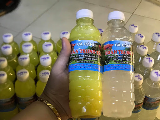 Cá Rồng Kim Long Quá Bối với vảy vàng rực rỡ và ánh kim