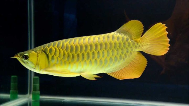 Cá rồng ở Đà Lạt